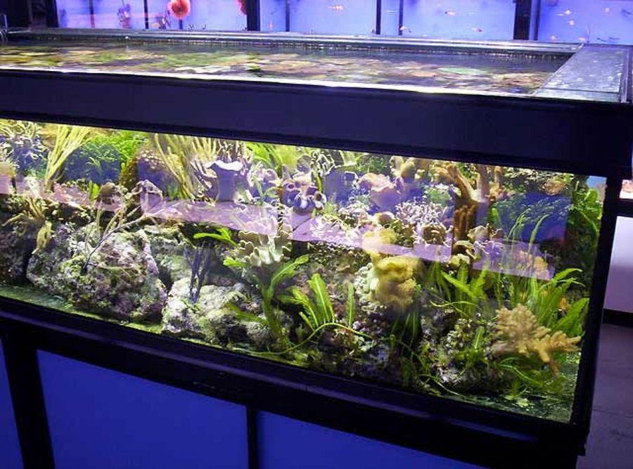 acuario