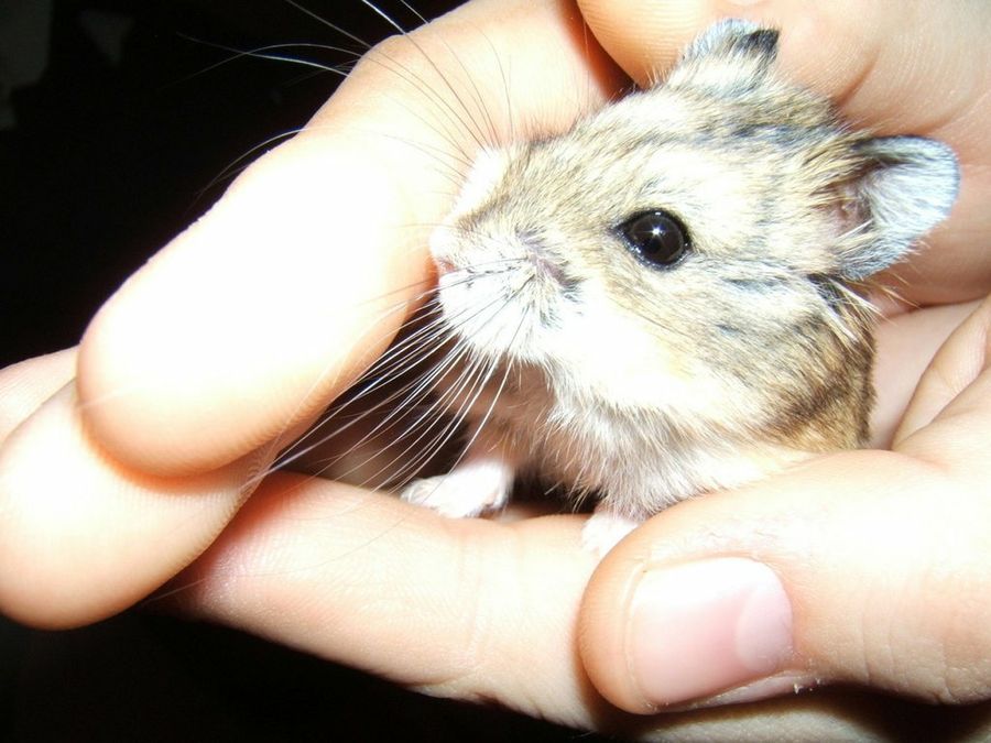 Hamster
