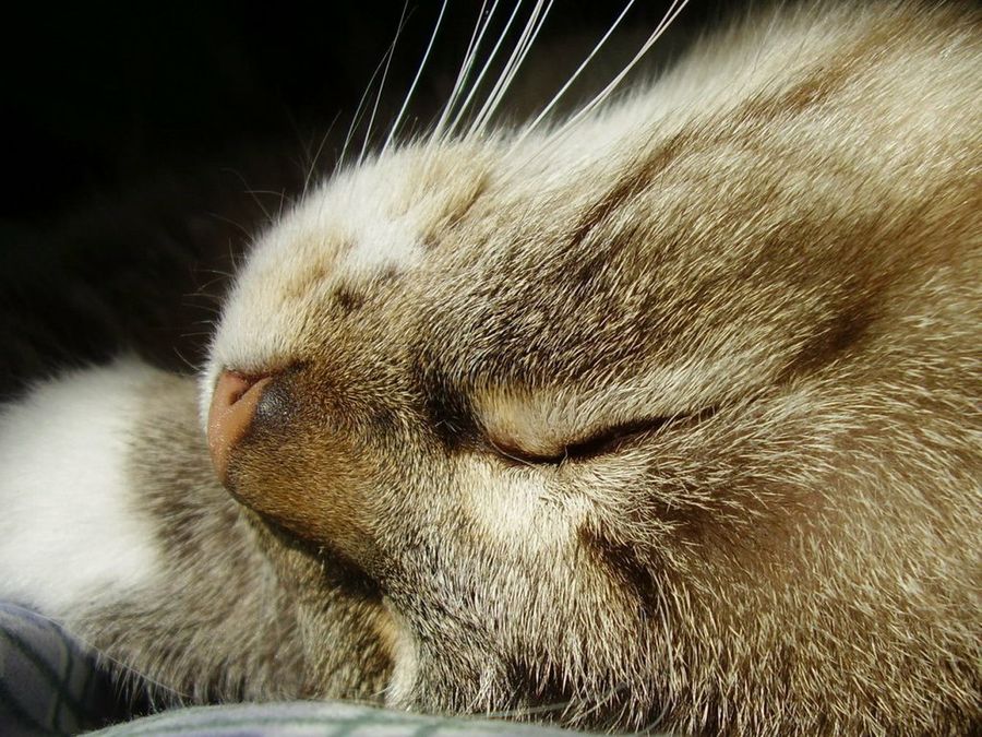 Gato