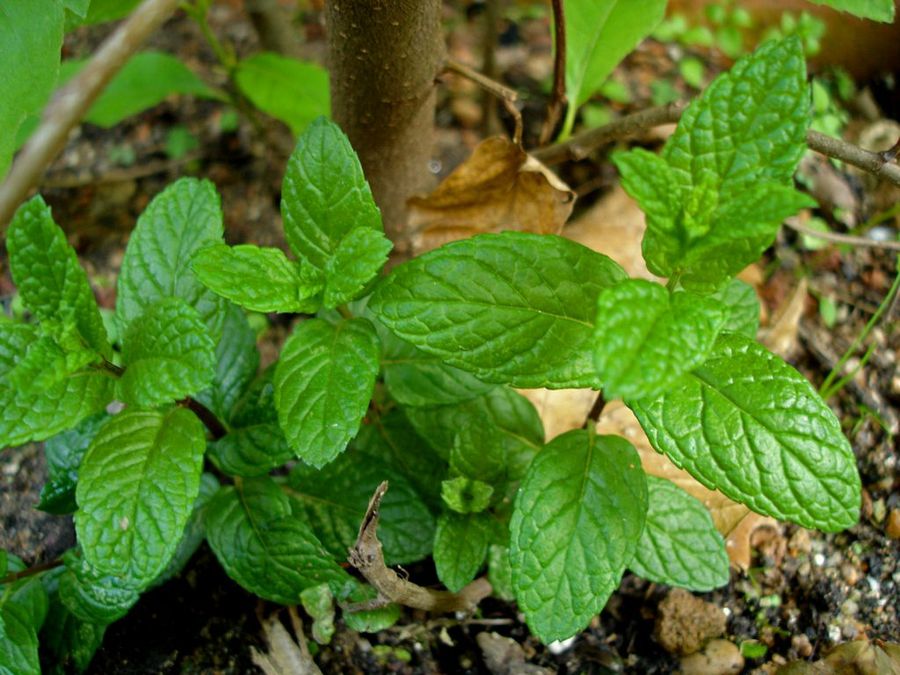 Menta