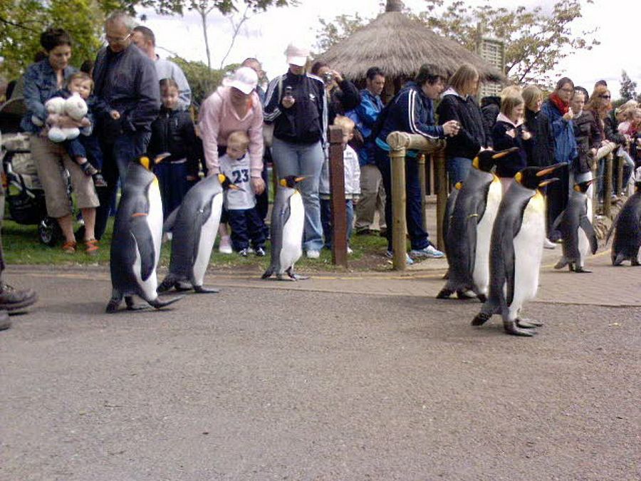 5 Planes para Navidad