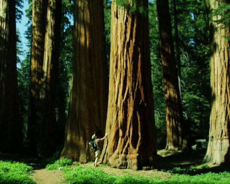 secuoyas