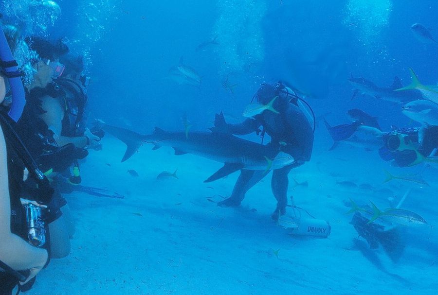 Nadar con Tiburones en las Bahamas - Flickr - Macorig Paolo
