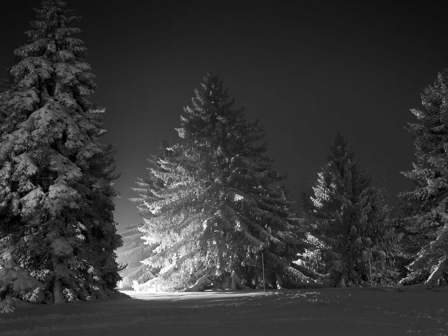 Navidad