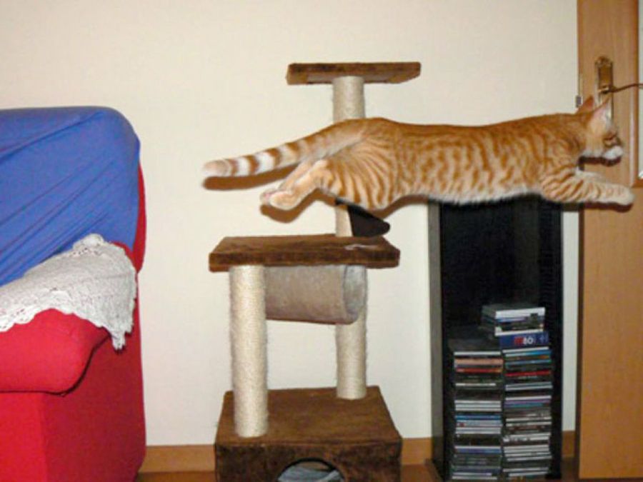 gato saltando
