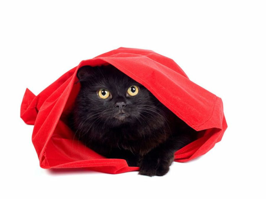 gato econdido en una bolsa