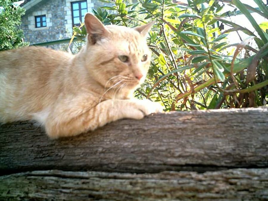 gato echado en u tronco