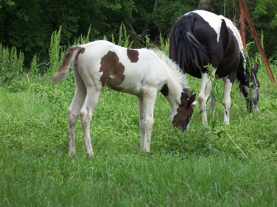 caballo pinto1