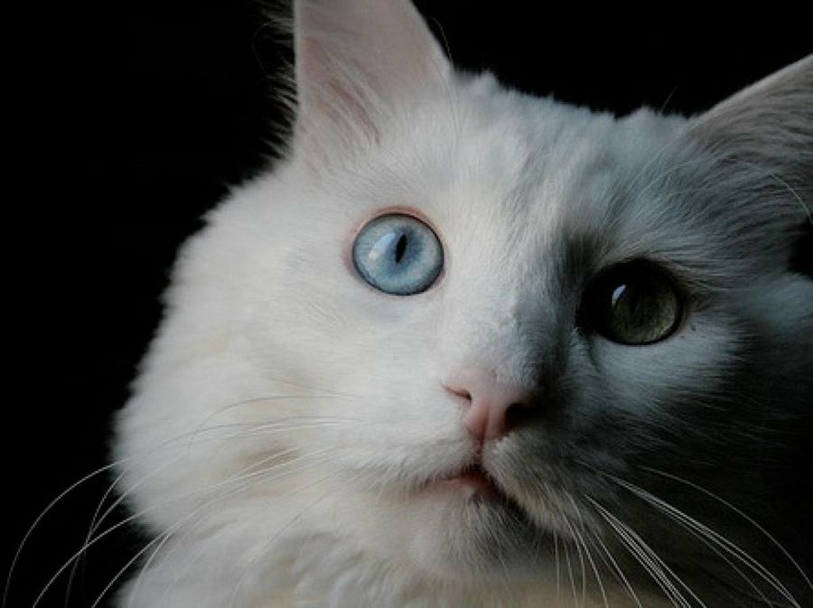 gato