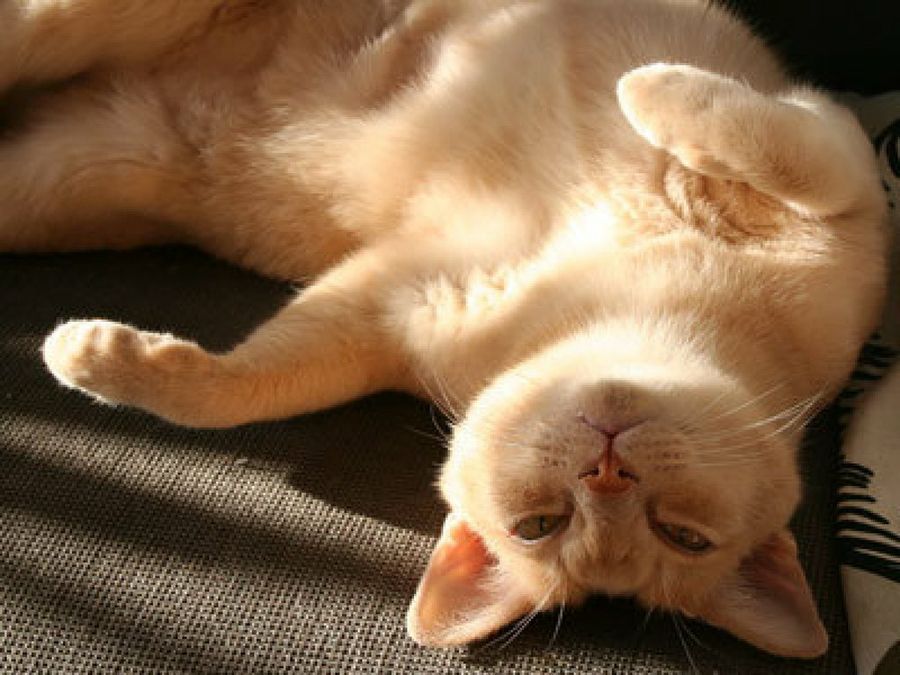 gato