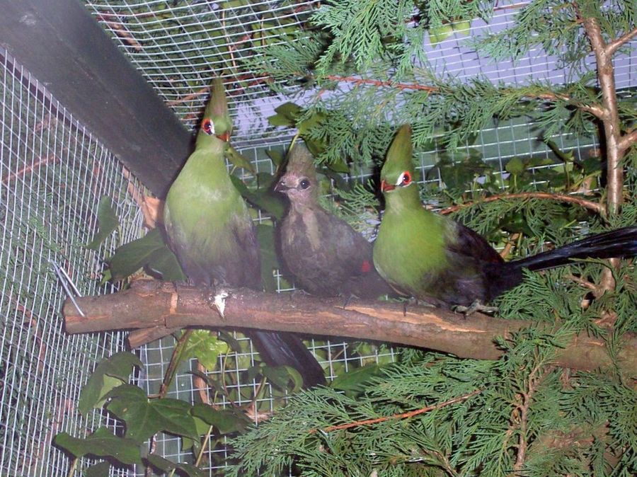 Turacos