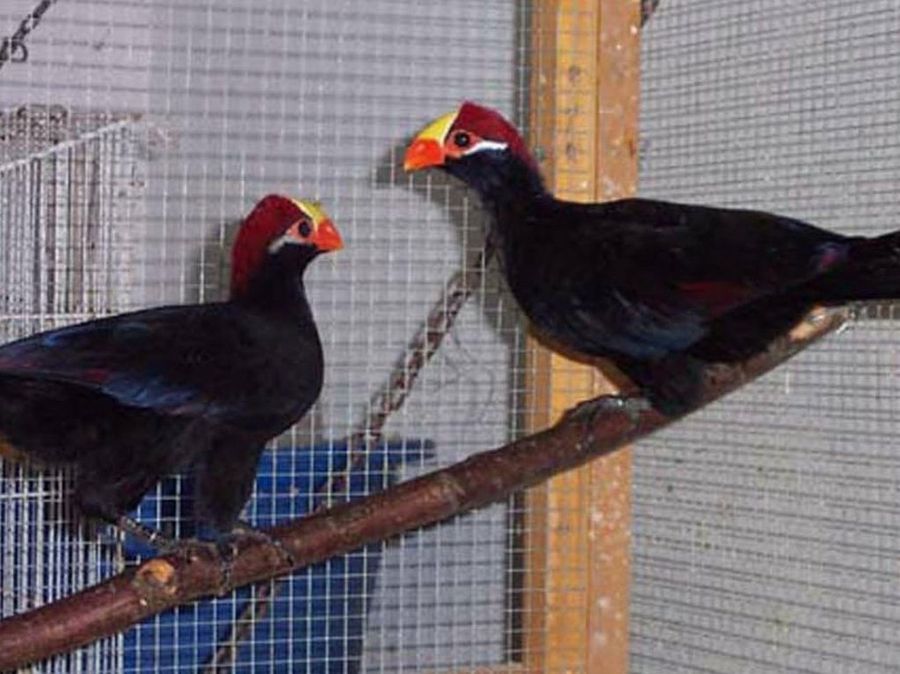 Turacos violaceos