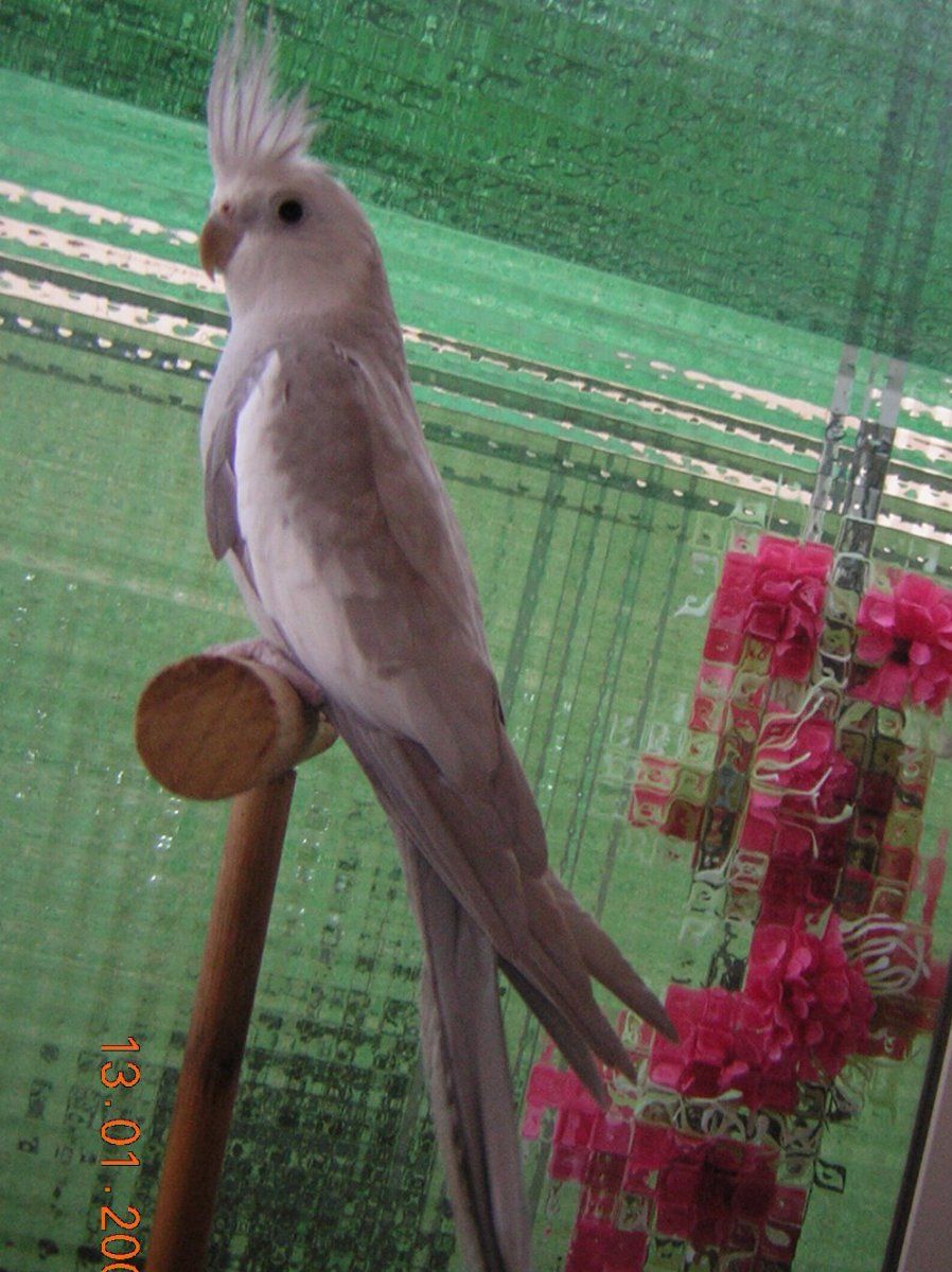ninfa