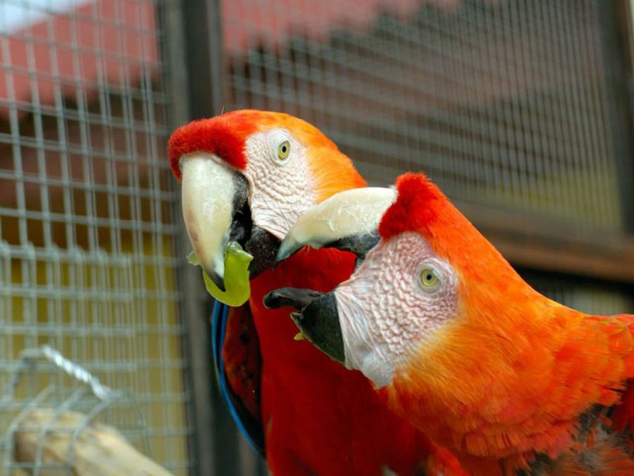 dos loros