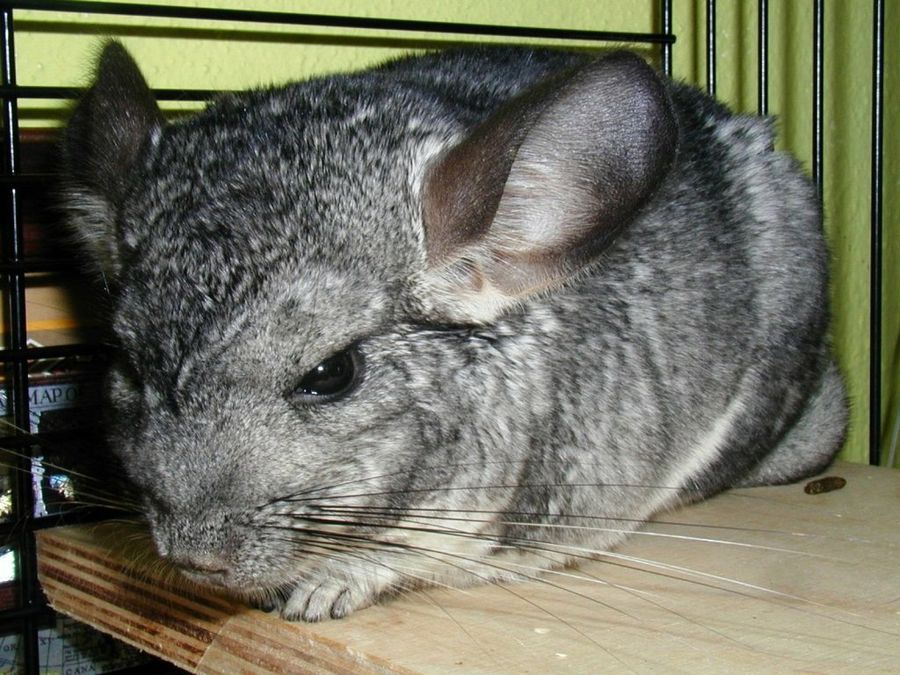 Chinchilla
