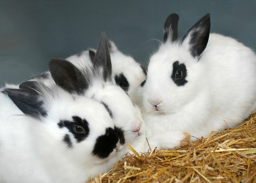 Conejos