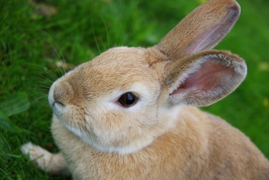 Conejo