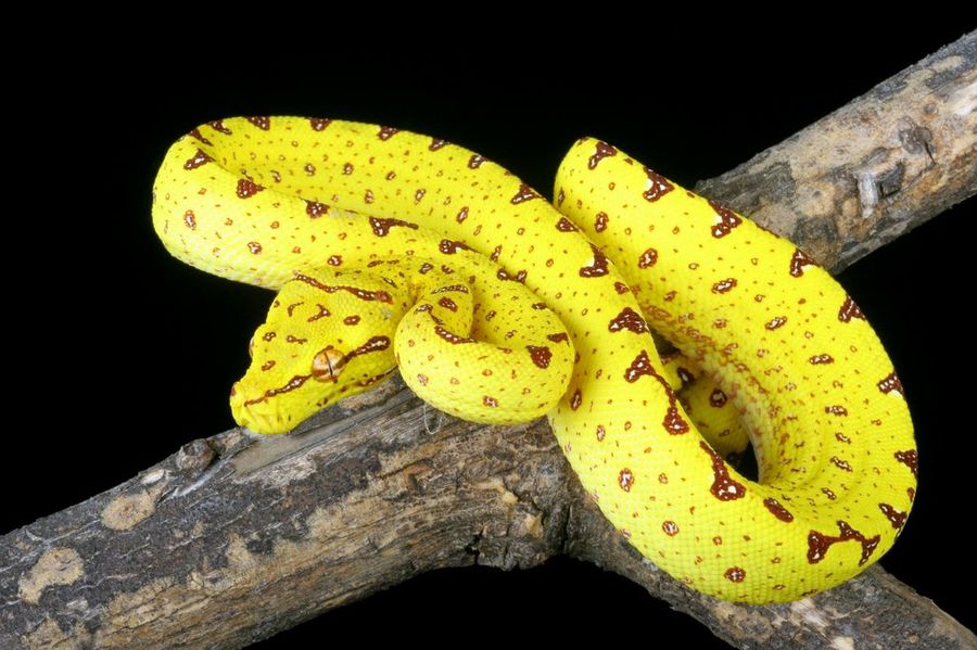 Reptiles