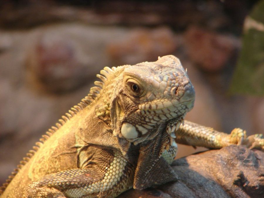 Reptil