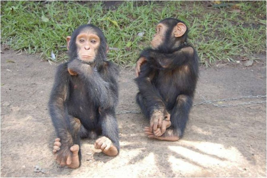 dos chimpancés 