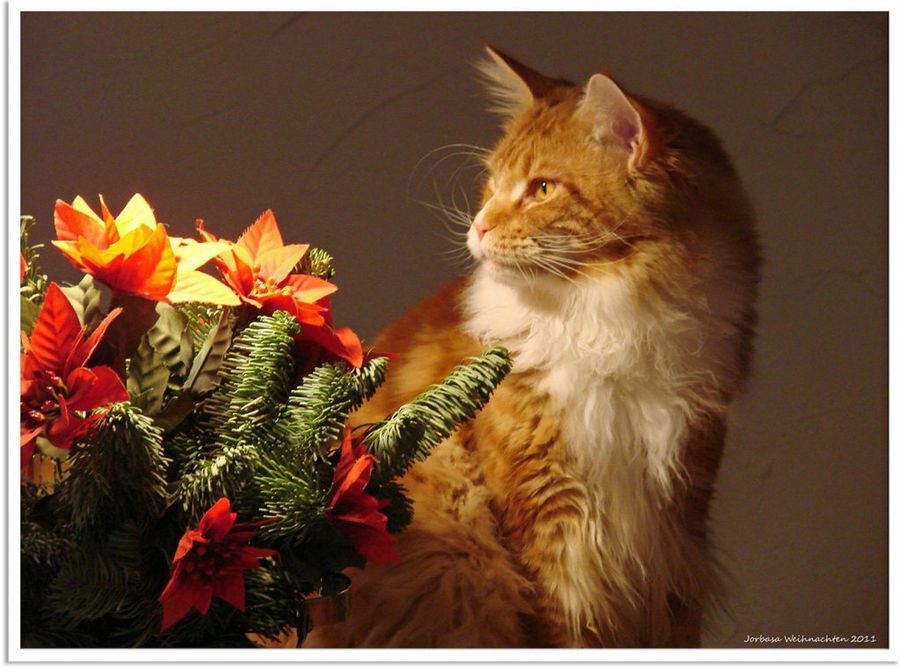 Gato Navidad