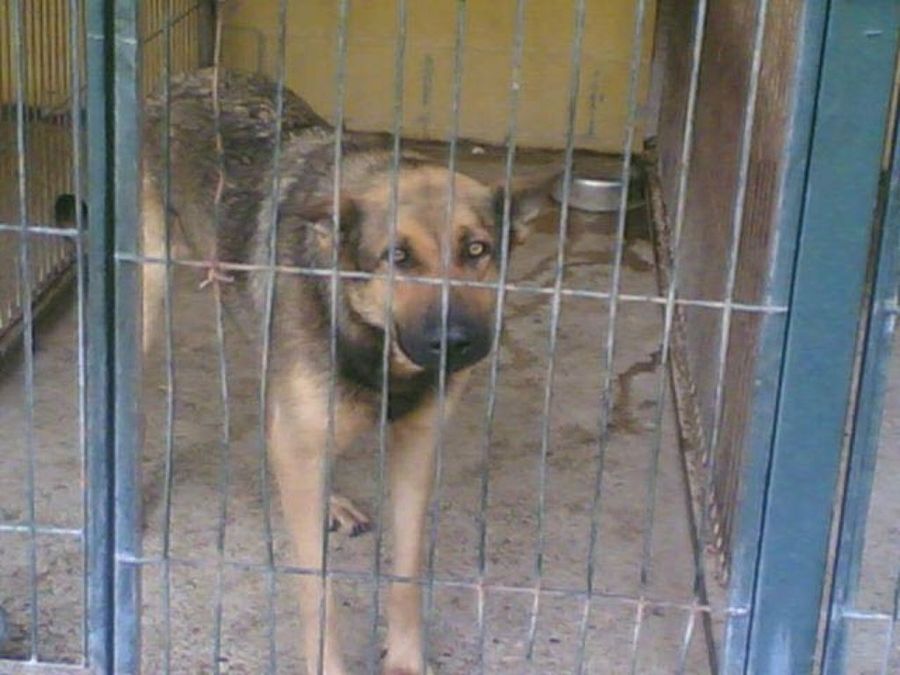 perro en la perrera