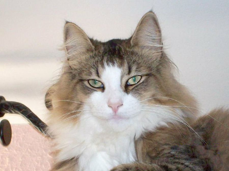 gato