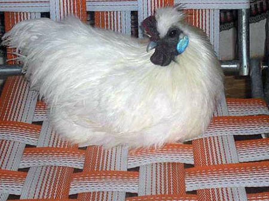 gallina
