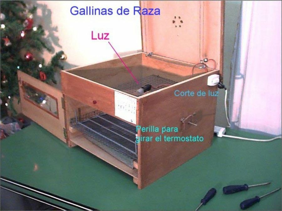 preparando incubadora