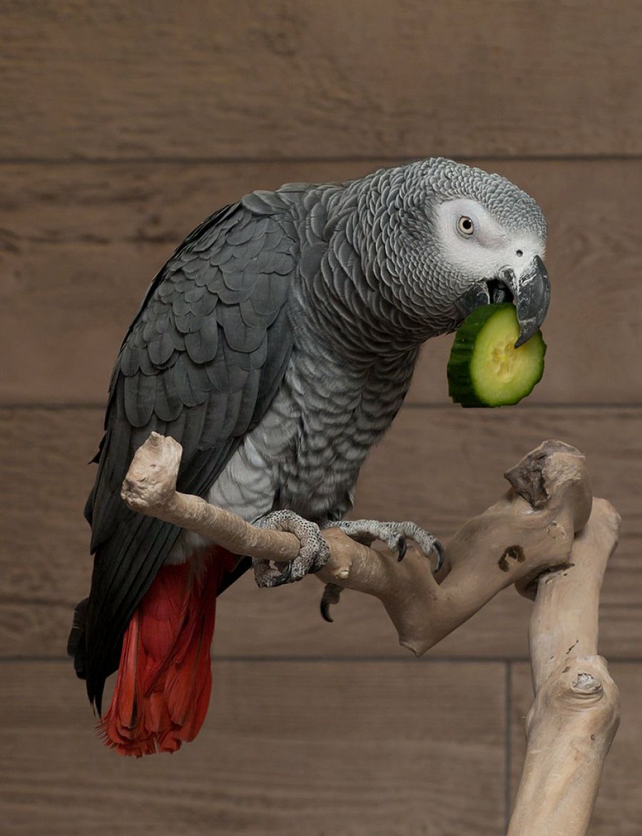 loro africano2