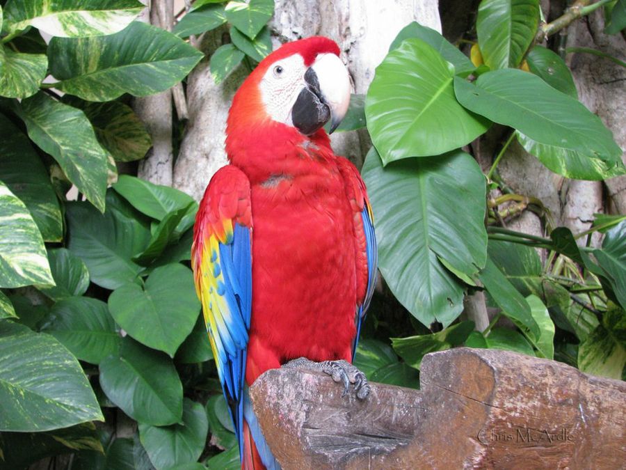 loro4