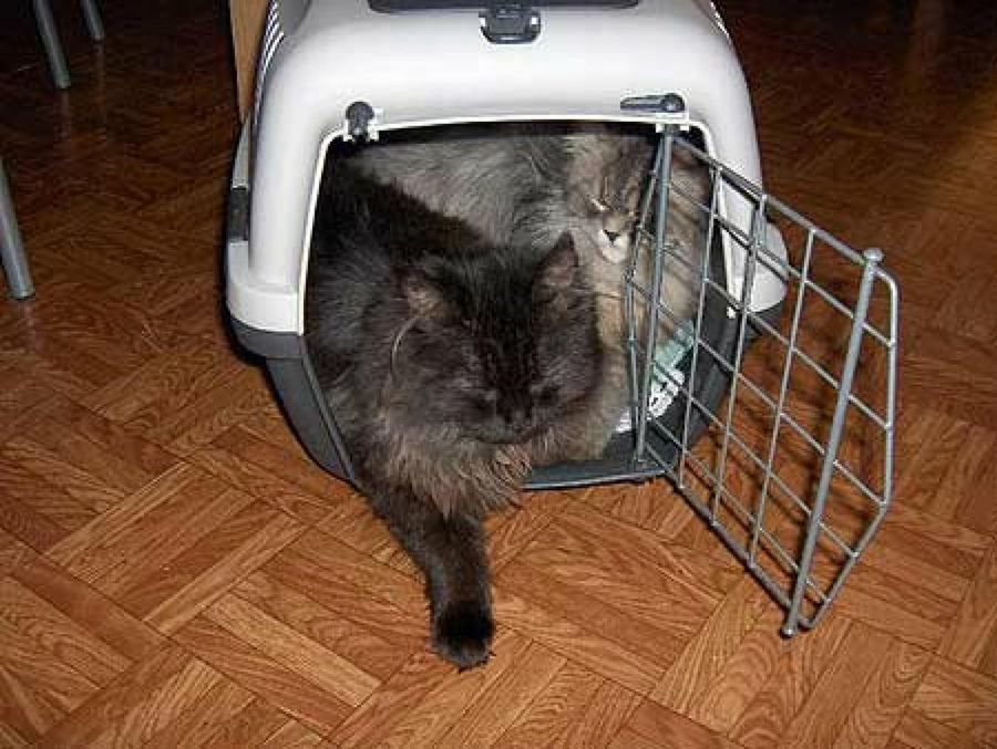 gato en el trasportín