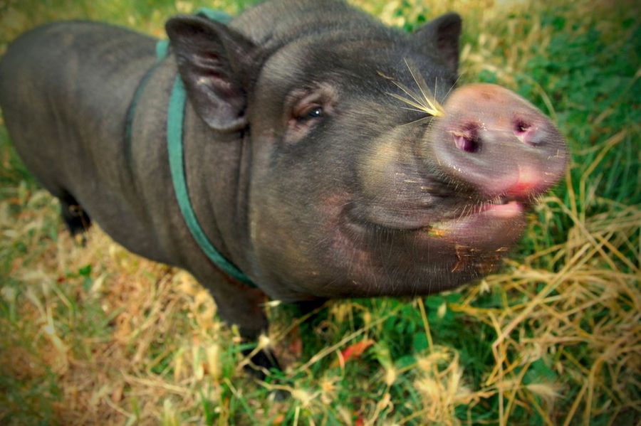 cerdo2