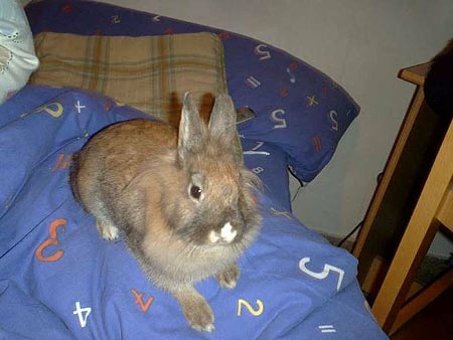 conejo en la cama