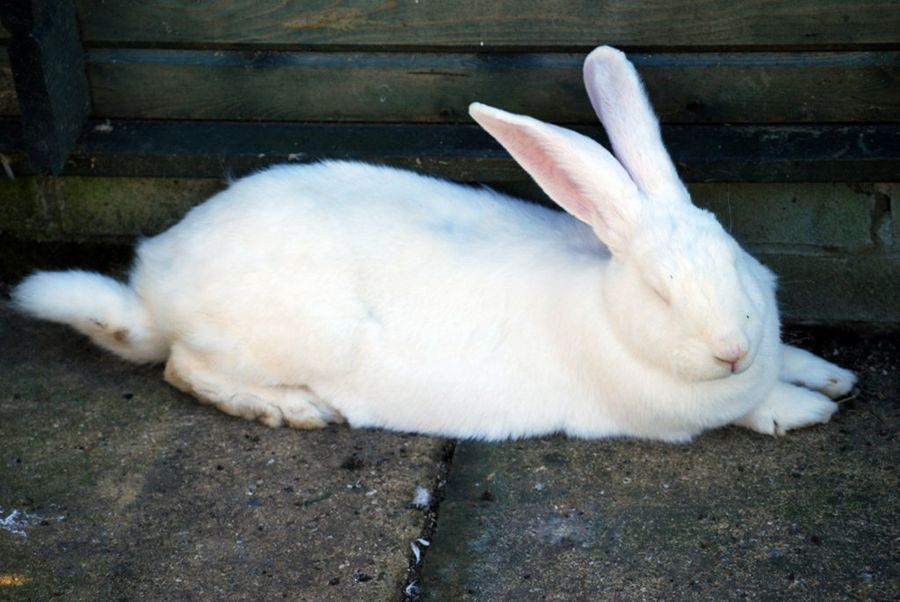 conejo blanco dormido