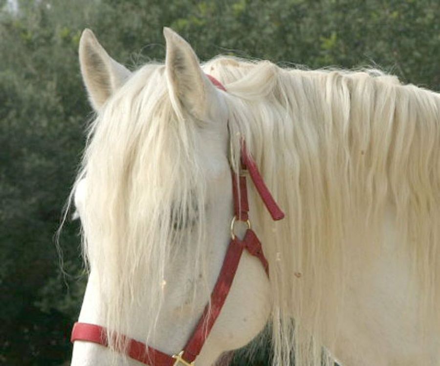 caballo blanco