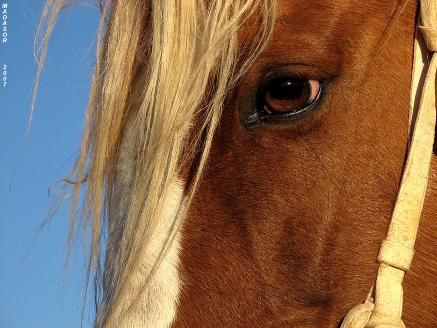 caballo1