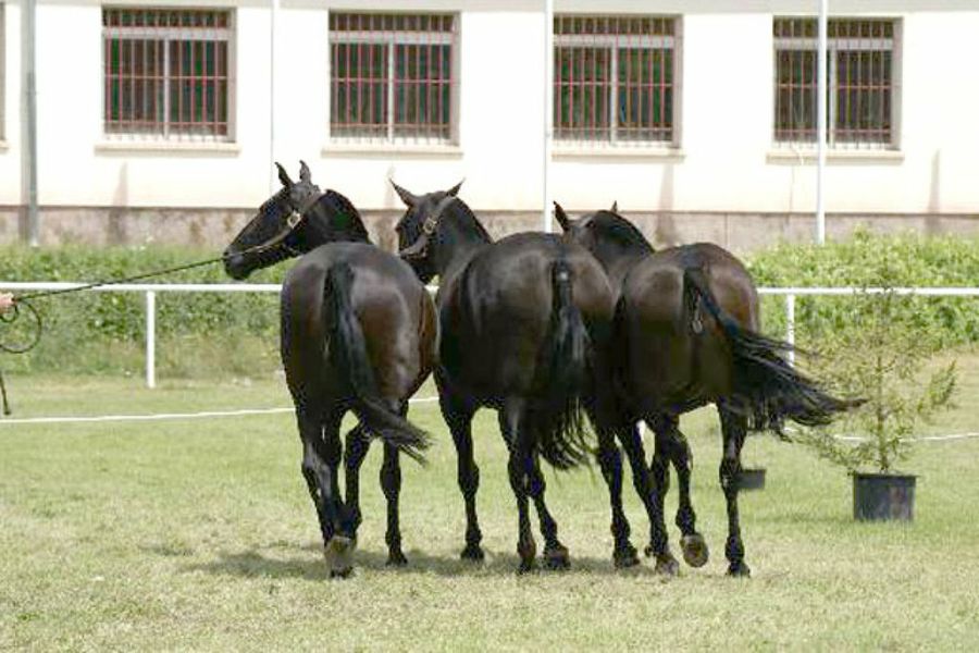 caballos corriendo