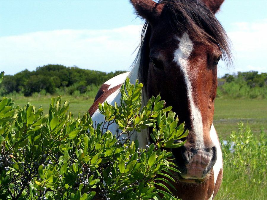caballo marrón y blanco