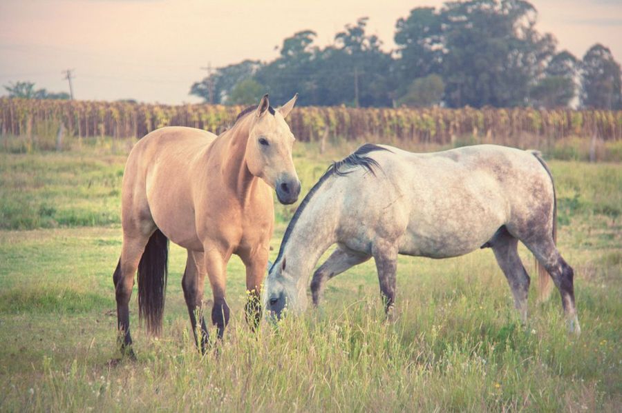 caballo criollo1