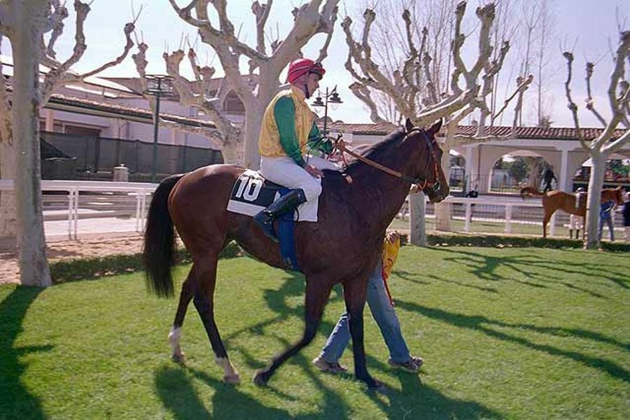 jinete con caballo