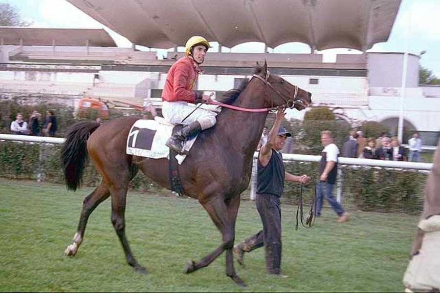 caballo pura sangre