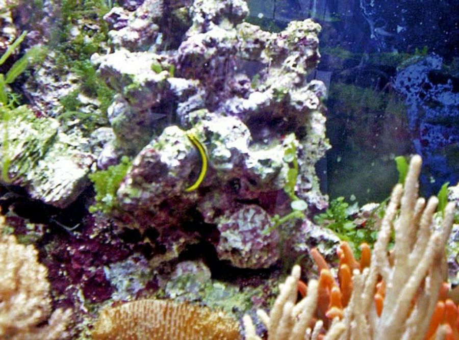 acuario