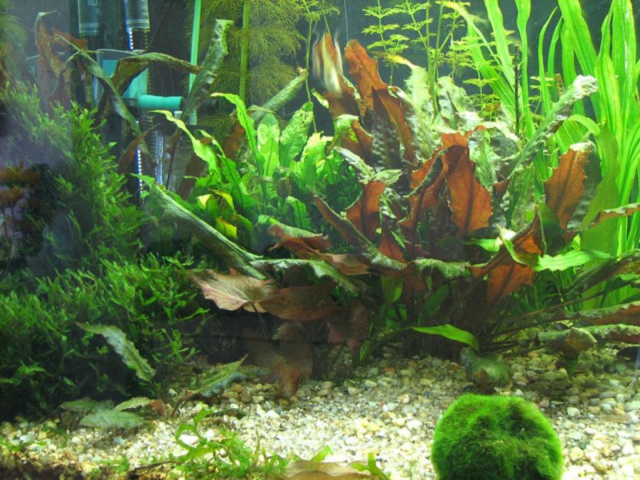 plantas de acuario