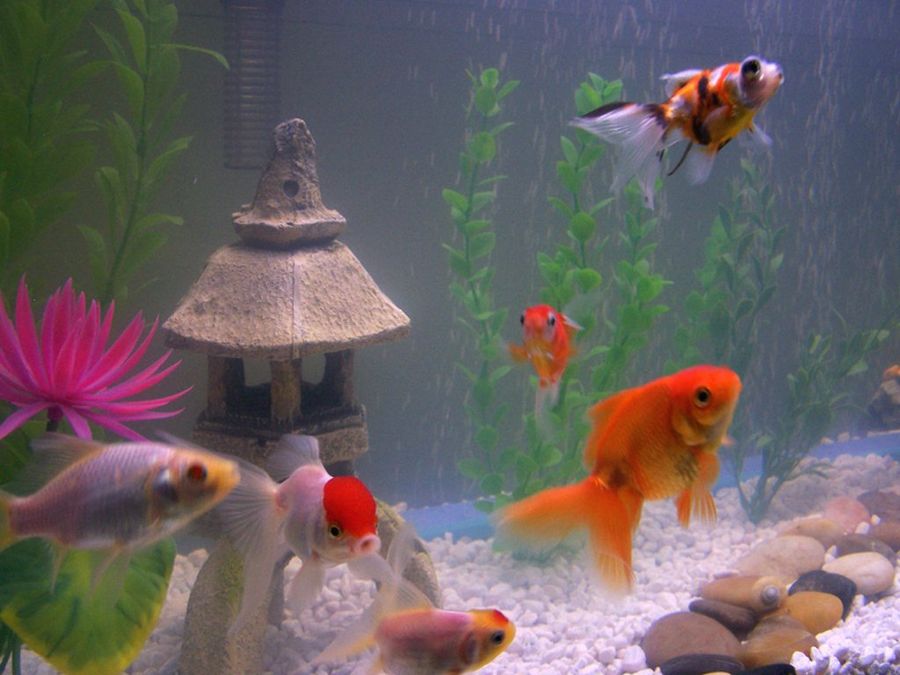 goldfish en acuario