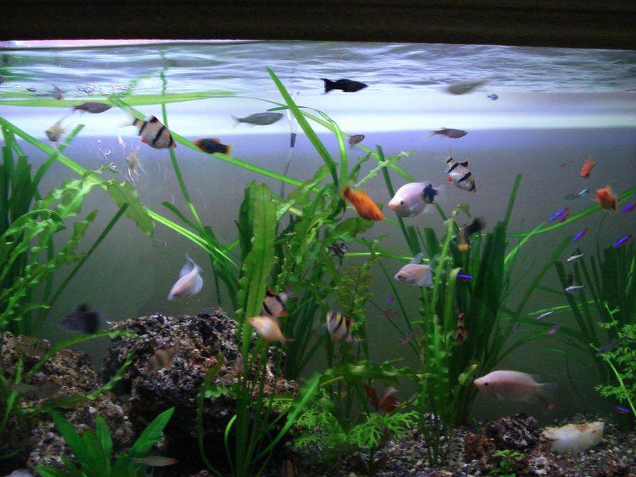 acuario muchas especies