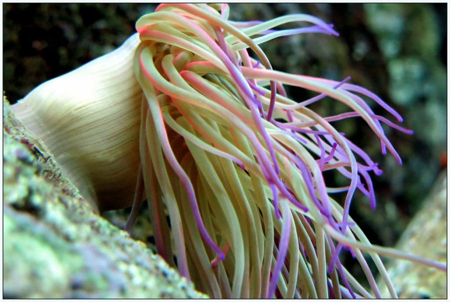 acuario3
