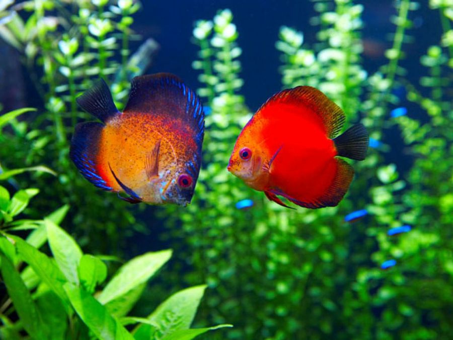 peces