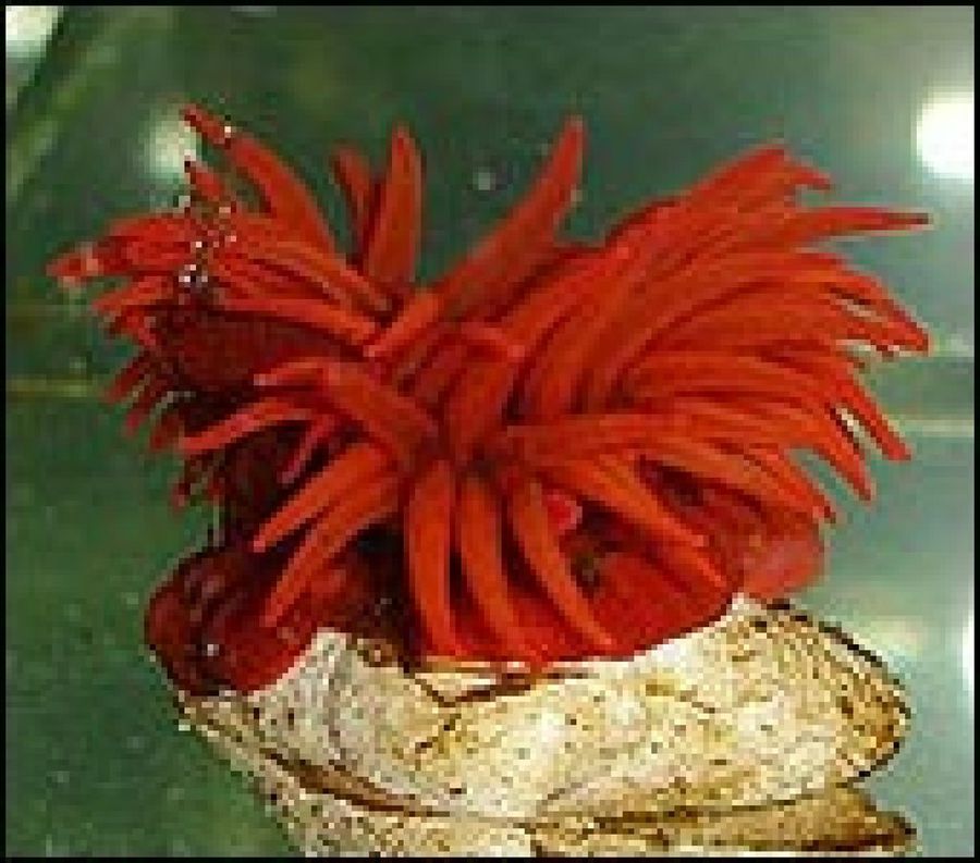 anémona