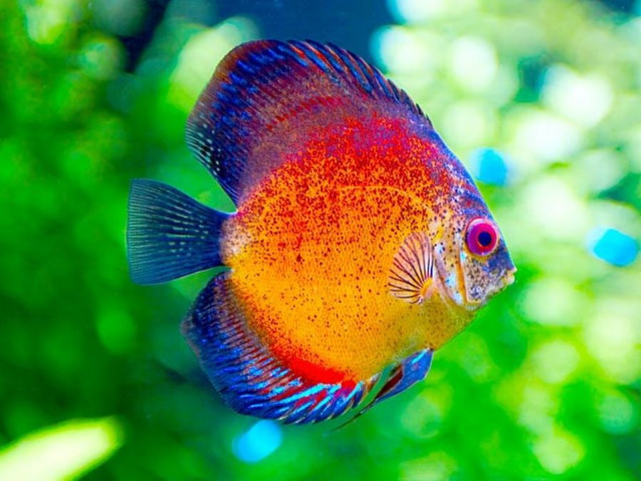 pez de colores